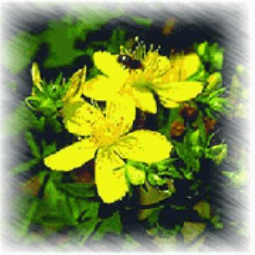 St. John's Wort P.E